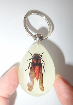 #ad Insect key ring Red Cicada Huechys sanguine Specimen YK09 Glow in the Dark $13.00
