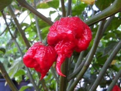 #ad Hot Carolina Reaper Pepper 10 Seeds $6.99