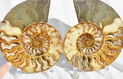 #ad Large Ammonite Pair Great Color Crystal Cavities XXXL 7.7quot; Fossil 196mm 3932ud $215.99