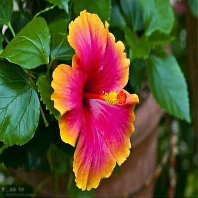 #ad 20 SEEDS pink orange HIBISCUS flower exotic bush garden house plant USA Seller $7.75