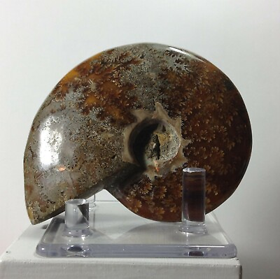 #ad 299 Gram 116mm Ammonite Ammolite Crystal Madagascar Iridescent Fossil Suture 5 $69.98
