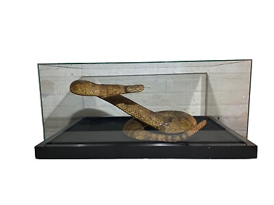 #ad Truman Capote’s Taxidermy Rattlesnake $4500.00