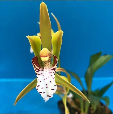 #ad Cymbidium tigrinum Orchid Species New Growth SPIKING Eye Catching Bloomer 4” Pot $149.99