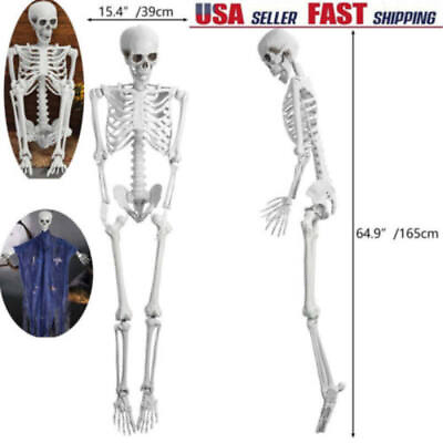 #ad 67quot; Human Skeleton Life Size Medical Model for Anatomy Study W Movable Joints US $49.99