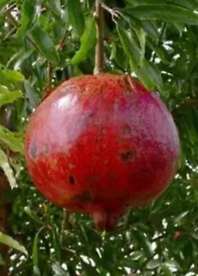 #ad Pomegranate #x27;Wonderful#x27; Punica granatum LOWEST PTICE ON EBAY $8.75