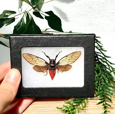 #ad Huechys Incarnata REAL FRAMED CICADA RED INDONESIA Framed Insect Bug Butterfly $25.00