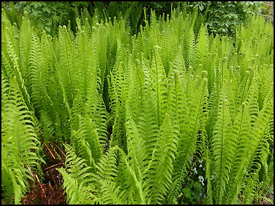 #ad 10 PK Tennessee Ostrich Glade Fern Rhizomes Roots Buy 1 Get 1 Free $18.85