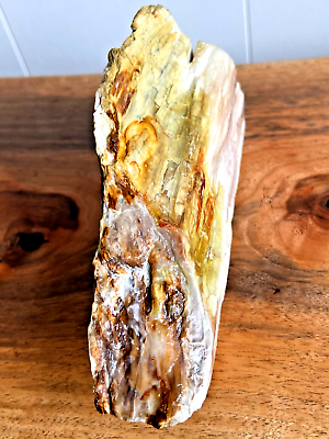 #ad absolute beauty petrified wood cleaned natural many colors rare display opalized $250.00