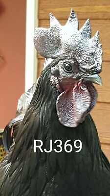 #ad 6 Rare Swedish Black Hen Hatching Eggs Totally Black Rare Breed Unique Chicken $196.96
