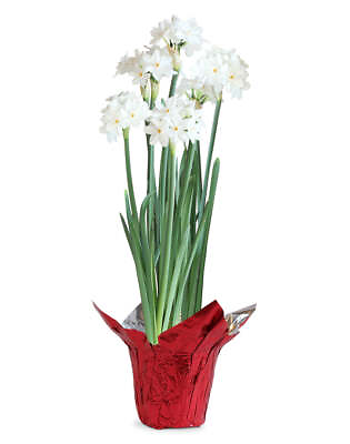 #ad Paperwhites in Red Foil $39.99