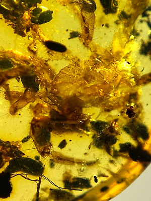 #ad Burmese burmite Cretaceous beautiful spider insect fossil amber Myanmar $39.00