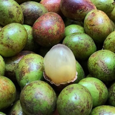 #ad 35 Green Matoa Seeds Pometia pinnata Rare Fruit 100% Original $75.00