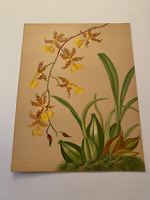 #ad K Orchids The Royal Family of Plants Harriet Stewart Miner Color Plate XIII $79.95