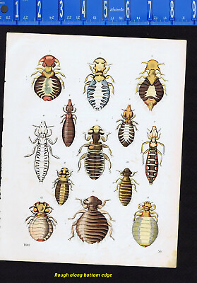 #ad Parasites: Mites Fleas Ticks 1861 Handcolored Insect Engraving $15.99