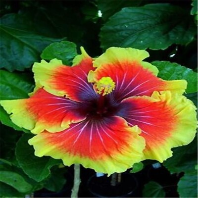 #ad 20 SEEDS red yellow HIBISCUS flower exotic bush garden house plant USA Seller $7.75