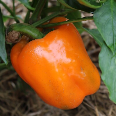 #ad 30 Orange Sun Sweet Bell Pepper seeds Heirloom NON GMO FRESH $2.88