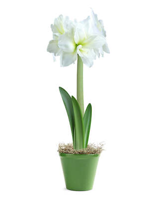 #ad White Amaryllis in Green Pot $49.99