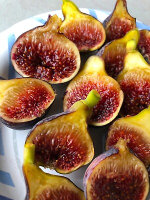 #ad #ad Fig Tree “Fignomenal” New Dwarf Variety LOWEST PRICE ON THE INTERNET $9.97