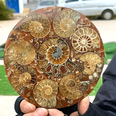 #ad 175G Rare Natural Tentacle Ammonite Fossil specimen Shell Healing Madagascar $92.80