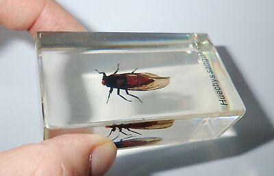 #ad Red Cicada Specimen in Amber Clear Lucite Block Education Aid BK2A $16.00