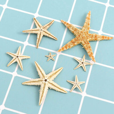 #ad 1 Box Star Sea Shell Cute Small Size Realistic White Star Sea Shell Lightweight $8.25
