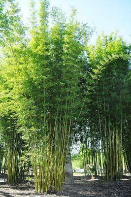 #ad 50 Bambusa Oldamii Bamboo Seeds Privacy Garden Clumping Shade Seed 388 US SELLER $6.49