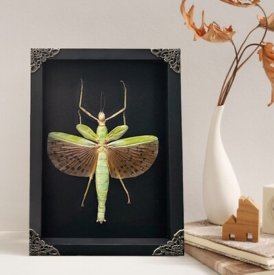 #ad Taxidermy Oddities Decor Insect Specimen Entomology Framed Giant Walking Wall $76.00