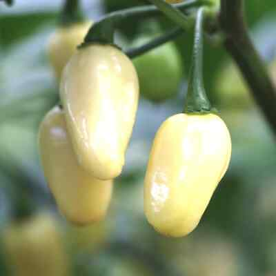 White Habanero Pepper Seeds Non GMO Free Shipping Seed Store 1287 $26.89