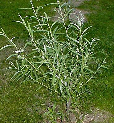 #ad 25 Jumbo Hybrid Willow Tree Cuttings Much Thicker Root Stock Approx 10 inche $32.96