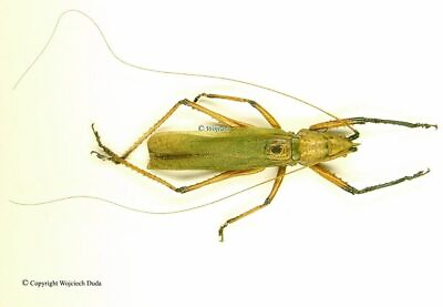 #ad Orthoptera sp very nice and rare Madagascar Length 60 65mm $16.47