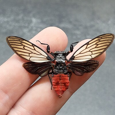 #ad Real Insect Red Devil Cicada Huechys Incarnata Entomology Taxidermy SPREAD $11.99
