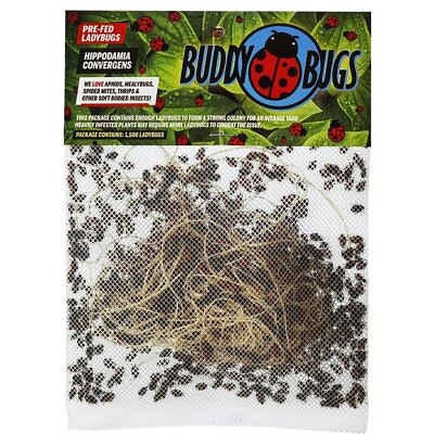 #ad Buddy Bugs 1500 Fresh Live Ladybugs for Garden Guaranteed Live Delivery $19.99