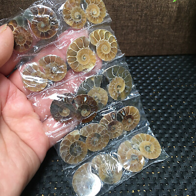 #ad 66g 10 Pairs of Split baby Ammonite Specimen Shell Healing Madagascar md429 $20.93