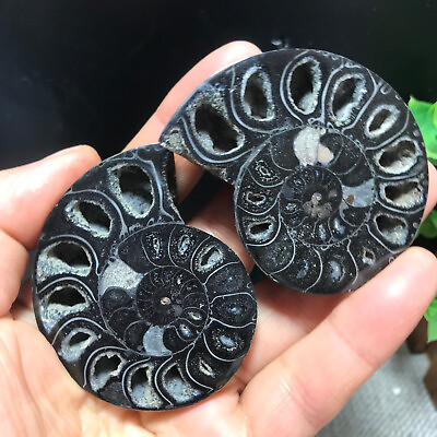 #ad TOP 75g 1pair of Split Ammonite Fossil Specimen Shell Healing Madagascar 355 $19.70
