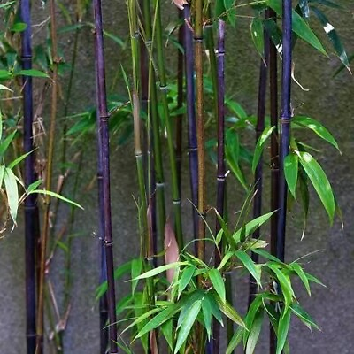 #ad Purple bamboo 50 Plus Seeds $4.89