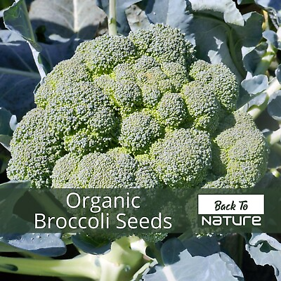 #ad Broccoli Seeds Organic Non Gmo Heirloom Seeds – Vegetable Seeds $14.69