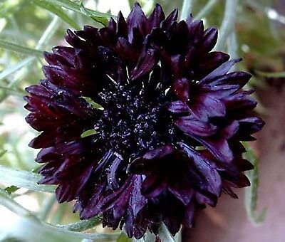 #ad 50 Black Bachelor#x27;s Button Seeds Annual Seed Flower Flowers Garden 583 USA SELL $3.99