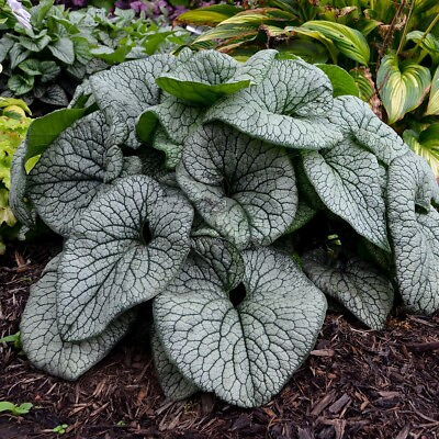 #ad Brunnera Queen of Hearts Well Rooted 5.25quot; Pot Perennial Plant Proven Winners $24.97