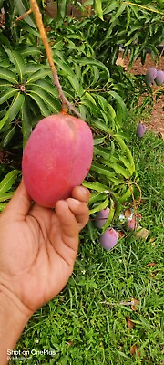 #ad Super Sweet Mango Seed Valencia Pride Mango Seed Organic In Florida $9.95