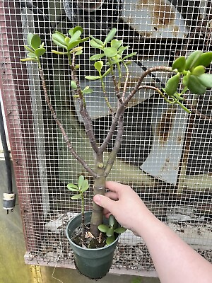 #ad Large Jade Plant Crassula ovata Tropical Succulent Houseplant $9.98