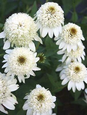 #ad Double White Coneflower Seeds Echinacea Flower Perennial Flowers 100 Seeds $14.11