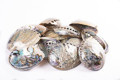 #ad Green Abalone Sea Shell BOTH Side Polished Beach Craft 6quot; 7quot; 12 pcs #JC 67 $245.99