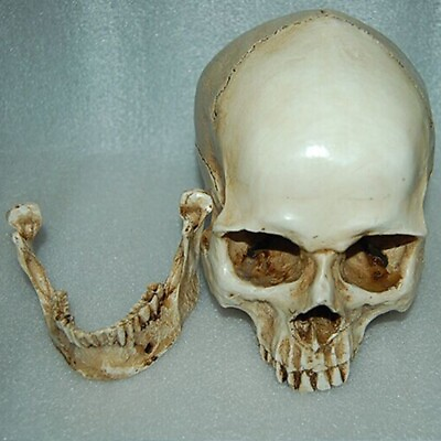 #ad Magideal Lifesize 1:1Human Skull Replica Resin Model Anatomical Medical Skeleton $19.59