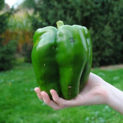 #ad 30 EMERALD GIANT BELL PEPPER SEEDS SWEET NON GMO HEIRLOOM ORGANIC $2.98