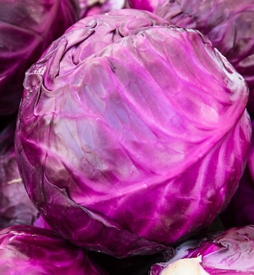 #ad Red Acre Cabbage Seeds Non GMO Heirloom Fresh Garden Seeds $4.00