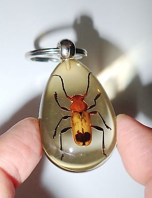 #ad Insect Key Ring Brownish Longhorn Beetle Specimen SK09 Amber Clear 2 Pieces Lot $14.00
