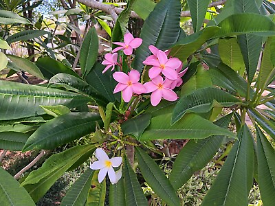 #ad TWO 12quot; PLUMERIA CUTTINGS HAWAII 1 WHITE AND 1 PINK FLOWERS $30.00
