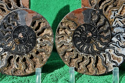 #ad RARE 1 in 100 BLACK Ammonite PAIR Deep Crystals XXLARGE 7.3quot; 185mm a3712xx $229.99