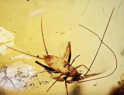 #ad Detailed Orthoptera Cricket Fossil inclusion in Burmese Amber $65.00
