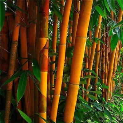 #ad 50 Orange Bamboo Seeds Privacy Seed Garden Clumping Exotic Screen 391 US SELLER $5.03